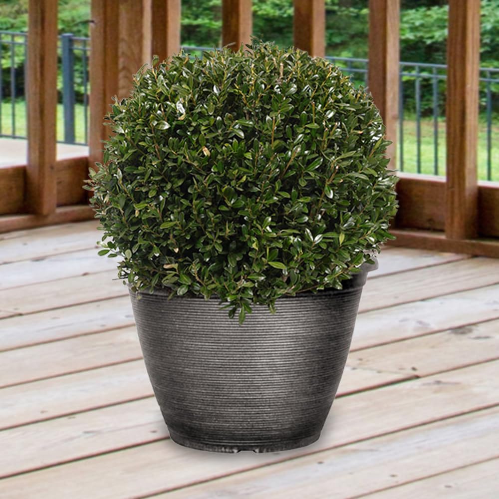 Yougarden Green Ilex Crenata Japanese Holly Topiary Ball 30Cm Diameter, 7 Litre Pot, Ready To Plant, Stylish Garden Feature
