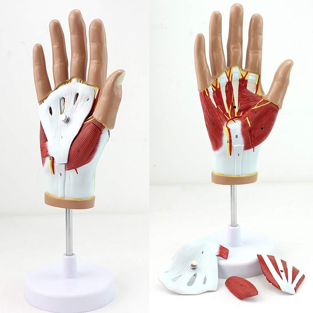Anatomiczny model dłoni i więzadeł – ścięgna, anatomia naczyniowo-nerwowa – do sprzętu laboratoryjnego, naukowego, wyjmowanego, 4-częściowego, modeli medycznych i materiałów dydaktycznych