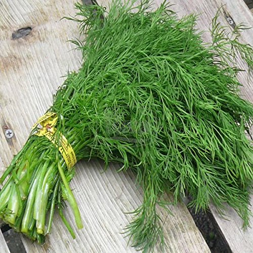 Dill Ambrosia ERA Seeds herb Organic from Ukraine 3 Grams : Amazon