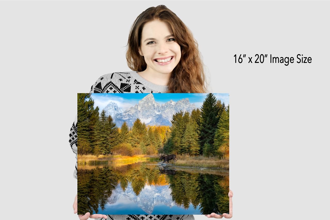 Splashing Bull Moose at Schwabacher Landing in Grand Teton National Park Photograph, Wall Art for Home and Living Room Décor (72