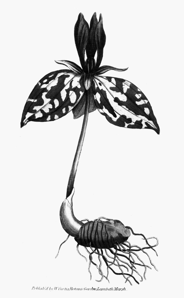 Sessile Trillium 1787 Ncopper Engraving From William Curtis Botanical Magazine London 1787 Poster Print by (24 x 36)