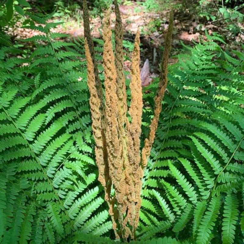 Pack of 10 Fern Bare Roots, Live Cinnamon Fern Plants, 3 to 6 Inches Long, Fern Tree Live Plant for Garden, Fern Live Plants Outdoor Indoor, Live Fern Plants