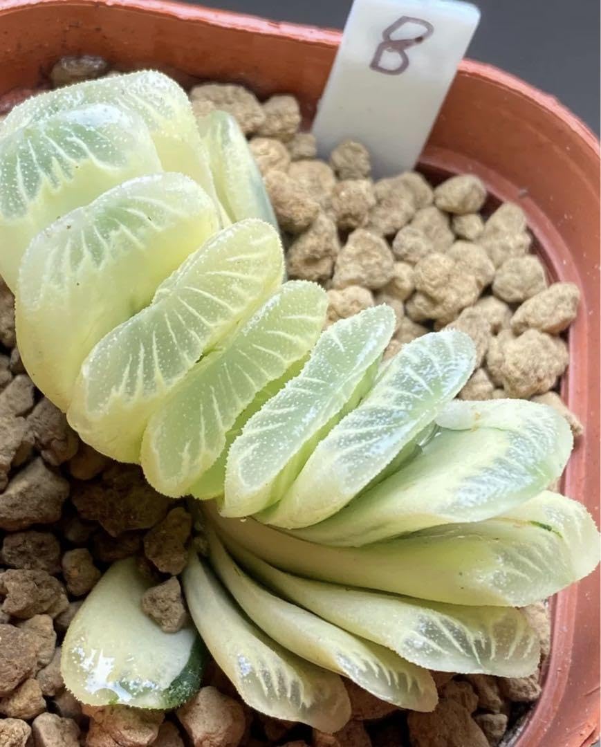 Amazon.co.jp: 多肉植物 ハオルチア 玉扇錦 糊斑 抜き苗発送 : ホビー