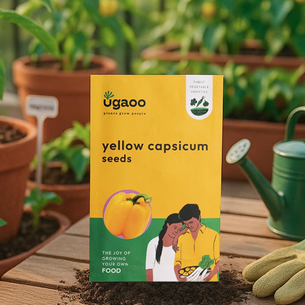 UGAOO Yellow Capsicum Vegetable Seeds (Pack of 50 Seeds)-image-24