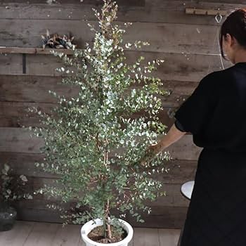 ボリューム株　ユーカリグニー　鉢植え　苗木　シンボルツリー 可愛い♡ユーカリグニー ホワイトテラコッタ鉢植え 苗木
