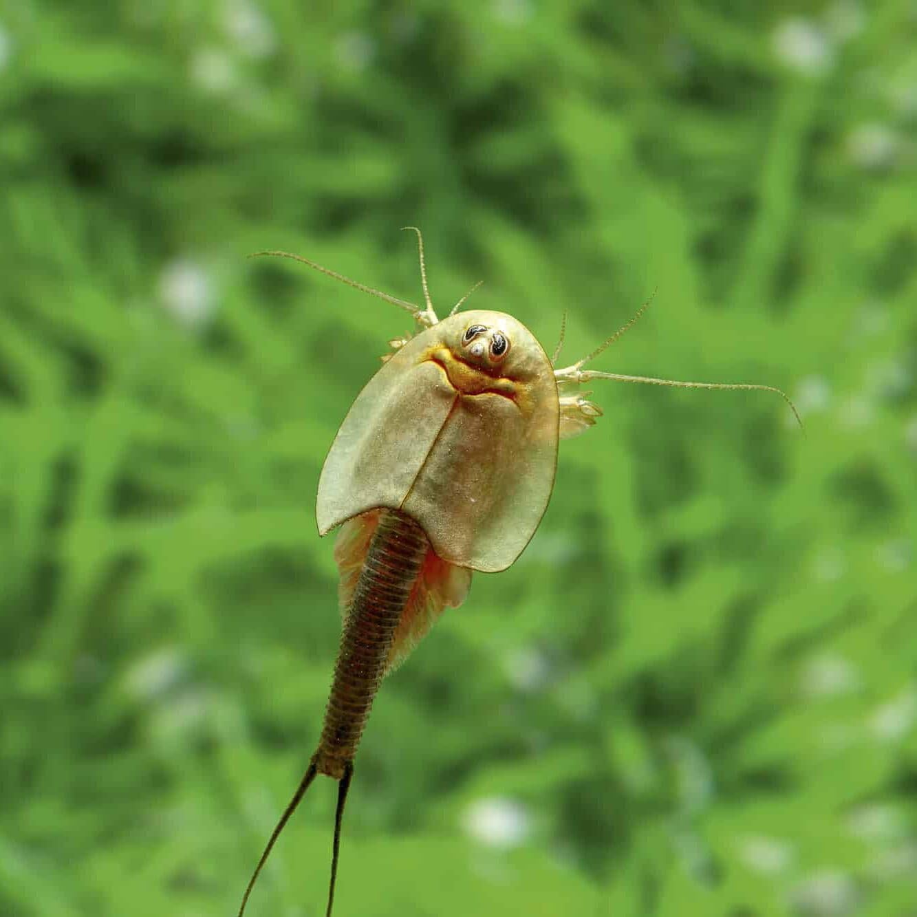 Triops longicaudatus Komplettset 6 l mit ca. 200 Urzeitkrebse Eiern Aquarium Filter Luftpumpe Zubehör Futter Anleitung