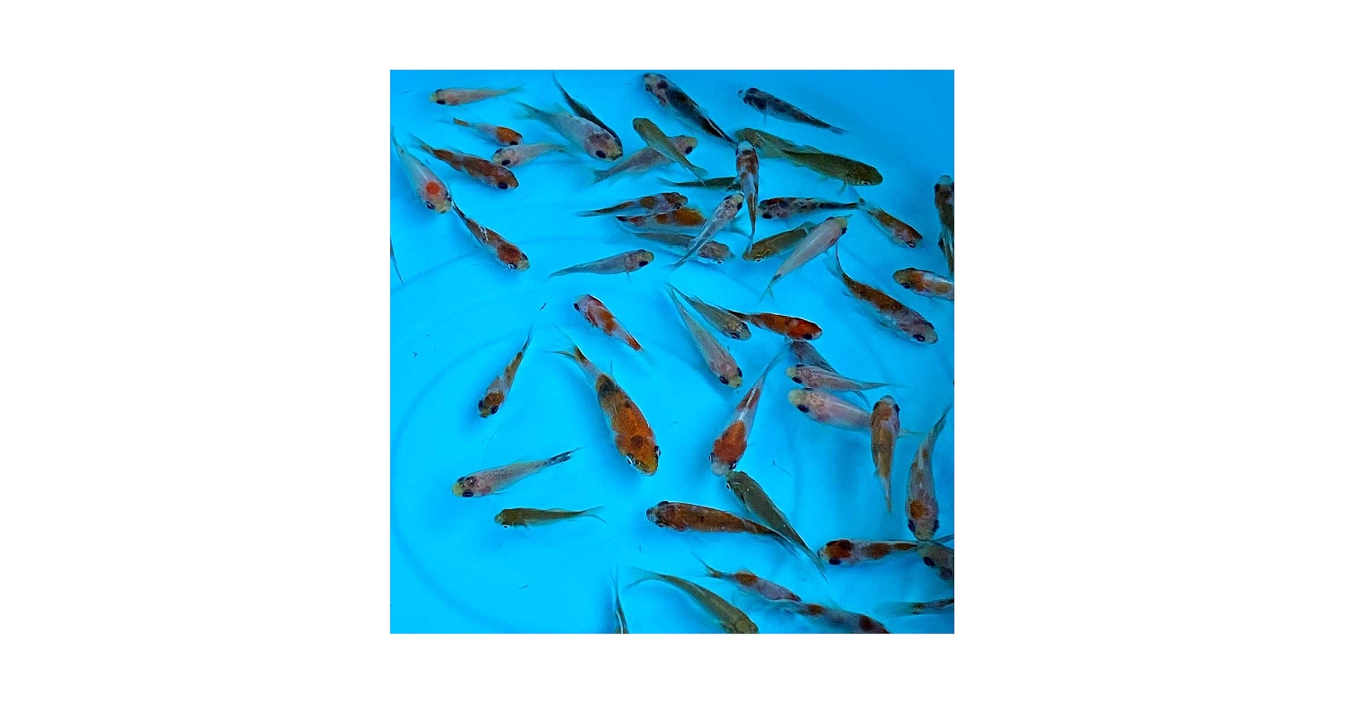 Amazon | 【生体】金魚 鮒金（10匹）SS約3cm～6cm前後 無選別