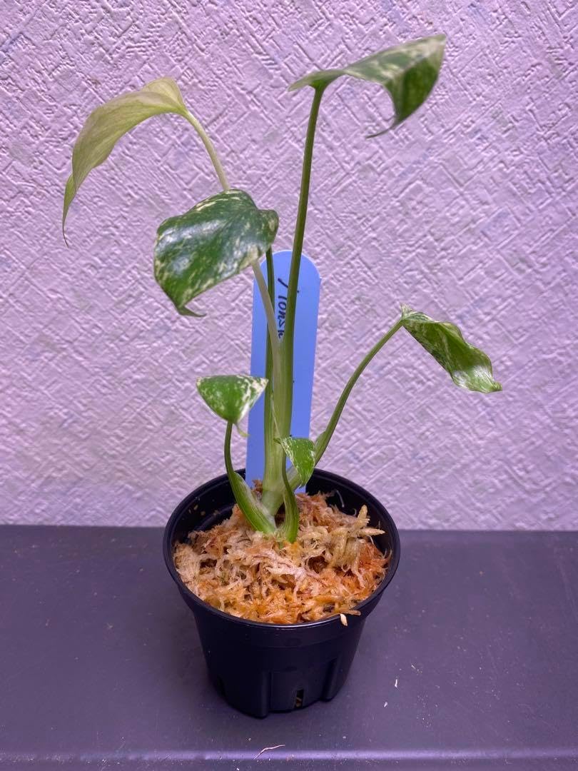 2 モンステラ ミント 2号鉢サイズ TC純化済株 2 モンステラ ミント 2号 2 モンステラ ミント 2号鉢サイズ TC純化済株 2 モンステラ ミント 2号