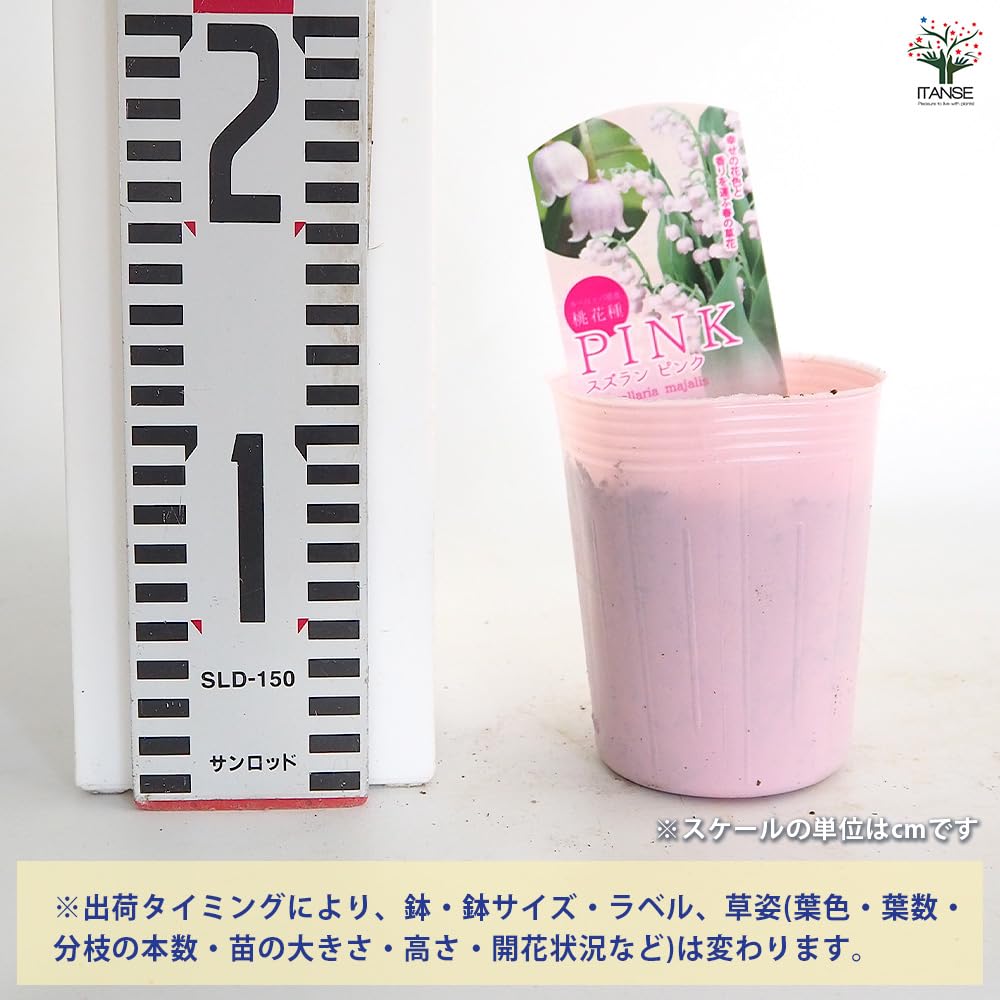 Amazon.co.jp: ITANSE スズラン ピンク花 3号 1個売り 桃花