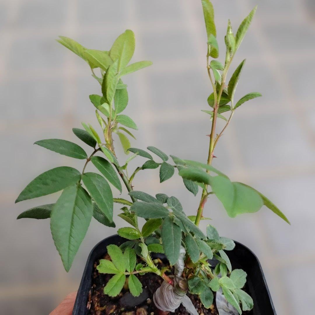 Amazon｜バラ苗・ローラーダボー・接ぎ木新苗｜観葉植物 オンライン通販