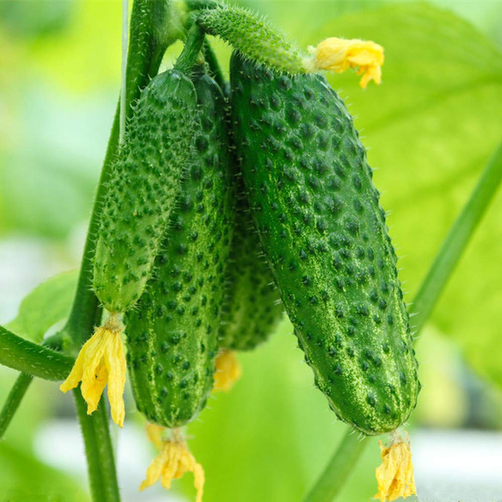 30pcs graines de concombre l'arôme des légumes écrasant le jardinage et la plantation à la Maison apportent le Bonheur à la decoration de la Cour du Jardin