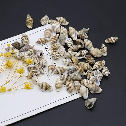 Miniatura 4 de Zotoone Acuario de concha natural para pecera, cuentas hechas a mano para hacer joyas, manualidades, pulsera, accesorio