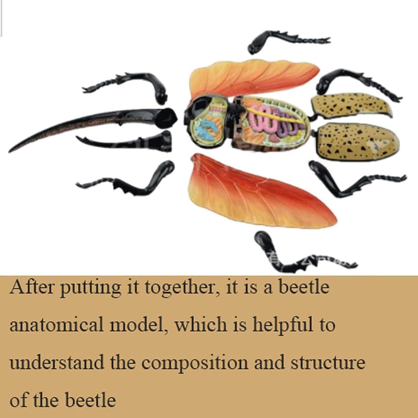 Generisch 4D Vision Käfer Anatomiemodell, 22 entfernbare Insekten Anatomie Modell Biologie Lehrmodelle Insekten Organ Modell Puzzle Montage für das Lehrstudium
