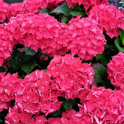Hortensia Rosa Viva en Maceta Hydrangea de Color Suave y Natural Planta Viva para Todo el Año