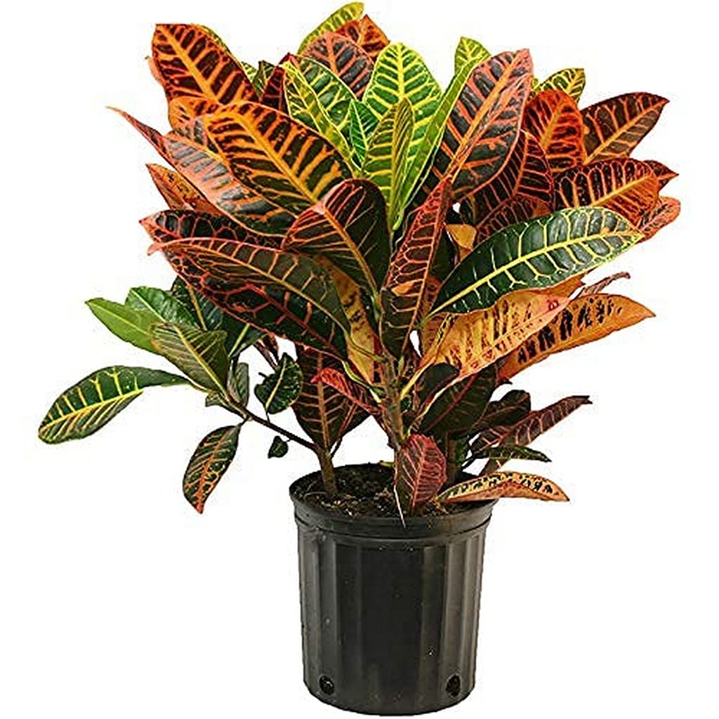 Creative Farmer Nasa Air Purifier Croton Variegatum Petra Indoor Evergreen Live Plant Plant Decor (Healthy Plant), Green Plant (PLANT-268-CROTON|925YKA@) (B09HCRH6CB) Amazon Price History, Amazon Price Tracker