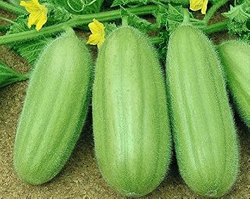 Seeds Vegetable Cucamelon Cross Cucumber and Melon Vine - 20 Seeds