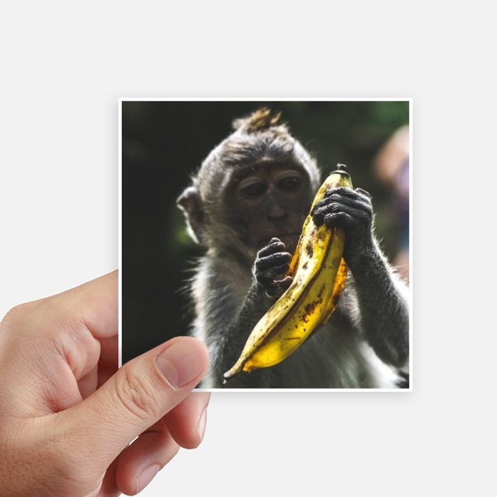 Autocollant carré singe animal pour décorer une valise ou un ordinateur portable - Lot de 8