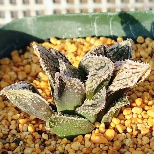 観葉植物 ハオルチア 錦」の人気商品一覧 | 安い商品を通販サイトから