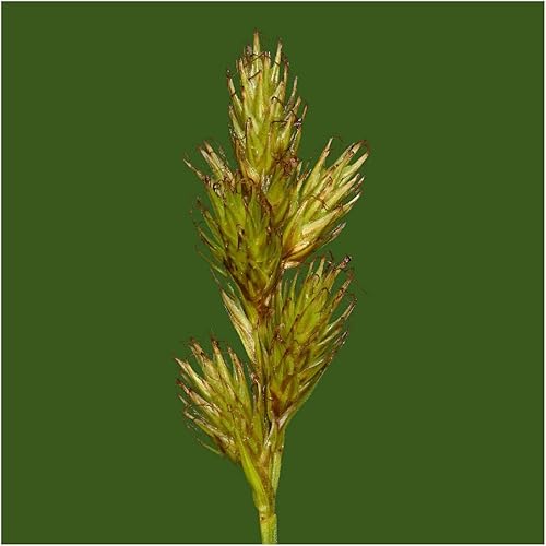 Miniatura 3 de everwilde explotacionesAwl fruited Oval Sedge Native semillas de pastoOro Vault