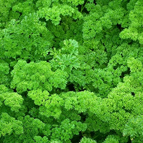 Petersilie Moskrul 2 (Mooskrause) Samen - Petroselinum crispum - Petersiliesamen - Kräutersamen - Saatgut für 600 Pflanzen - Image 6