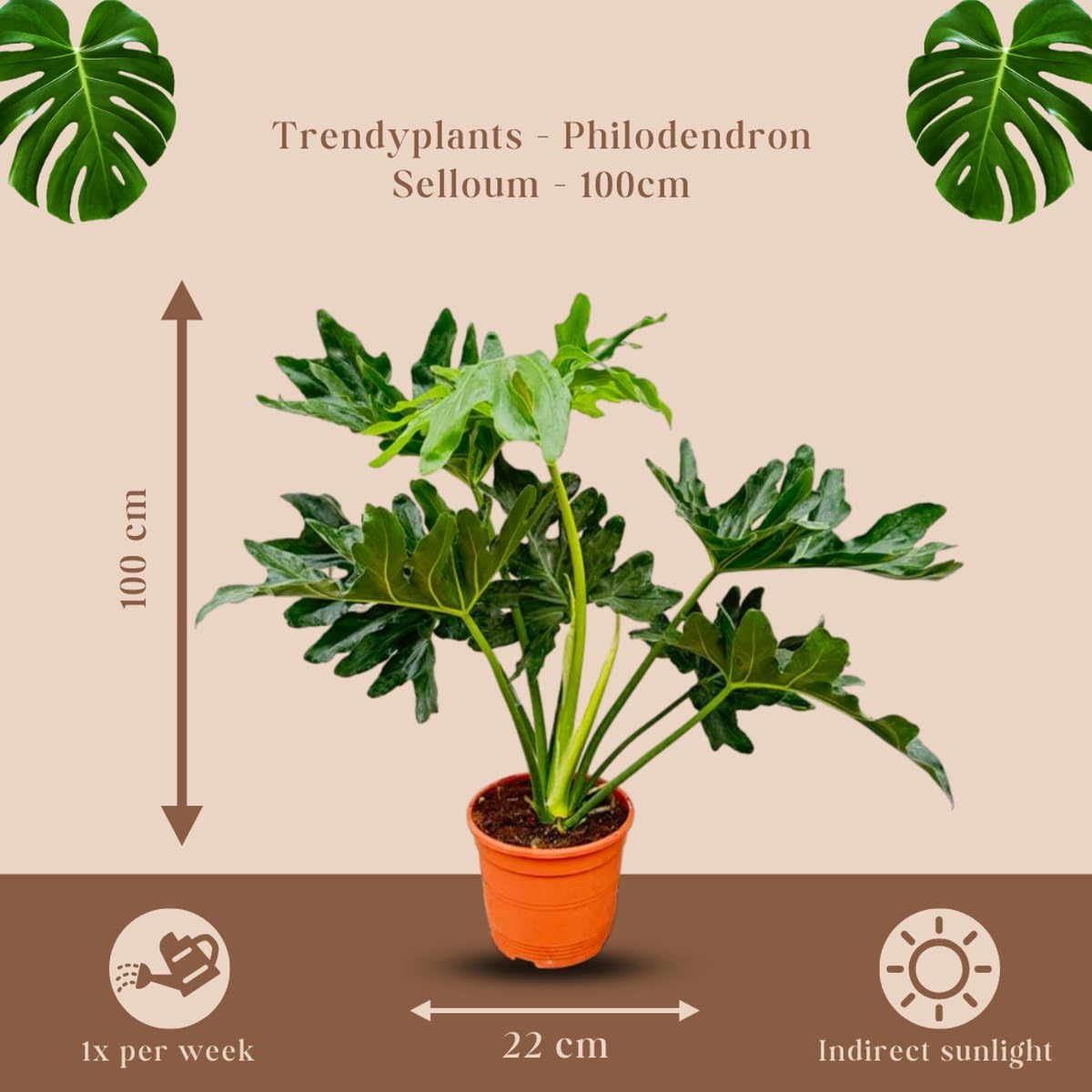 philodendron glaziovii Philodendron gloriosum zebra  Ecuagenera USA Corp