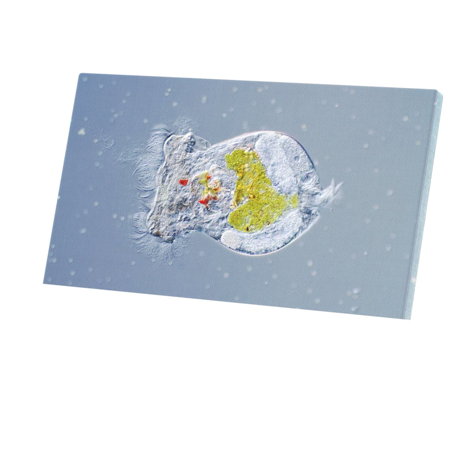 Microscope Brachionus tableau science toile décorative - 4