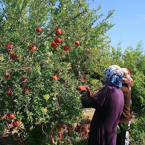 NODA HONEY ざくろジュース100% 1000ml