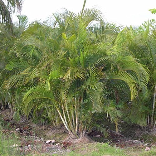Amazon.com : Palm Beach Medicinal Herbs - Areca Palm (Dypsis lutescens) -  Packet of 10 Seeds : Patio, Lawn & Garden
