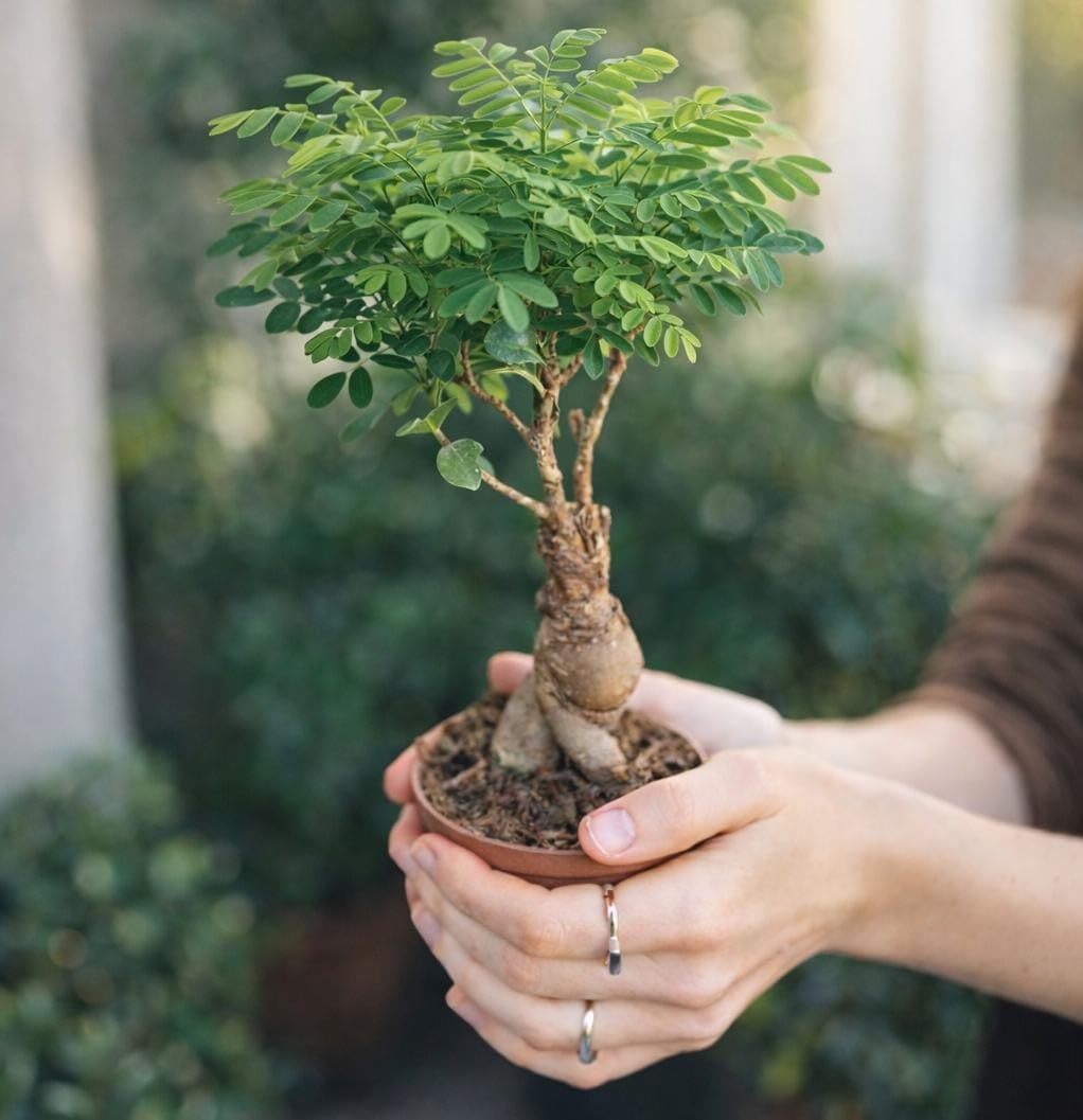 Avergo - Kit de árbol bonsái – 5 árboles de bonzai japoneses únicos | Kit completo de inicio para el cultivo de plantas de bonsái con herramientas y macetas, regalos de jardinería para mujeres y
