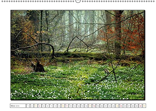 Der Neuenburger Urwald (Wandkalender 2018 DIN A2 quer): Peter Roder mit faszinierenden Bildern aus dem Naturschutzgebiet Neuenburger Urwald im ... ... Natur) [Kalender] [Apr 01, 2017] Roder, Peter