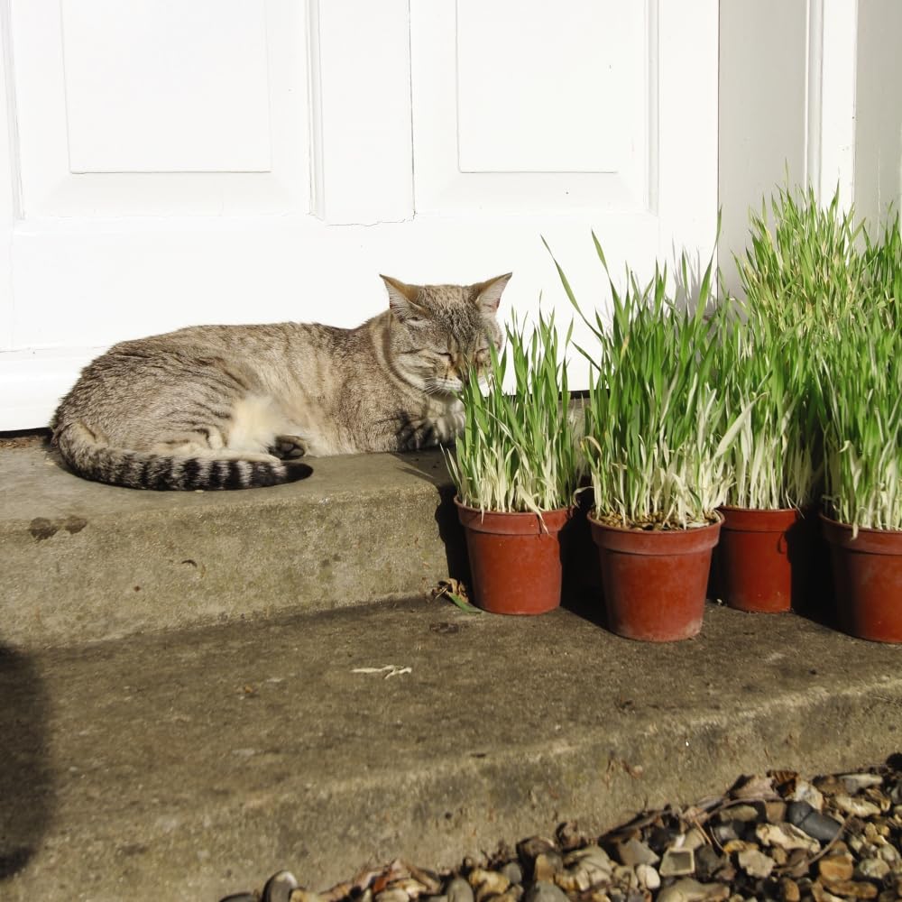 Suttons - Cat Grass Seeds. Contains 700 Seeds.