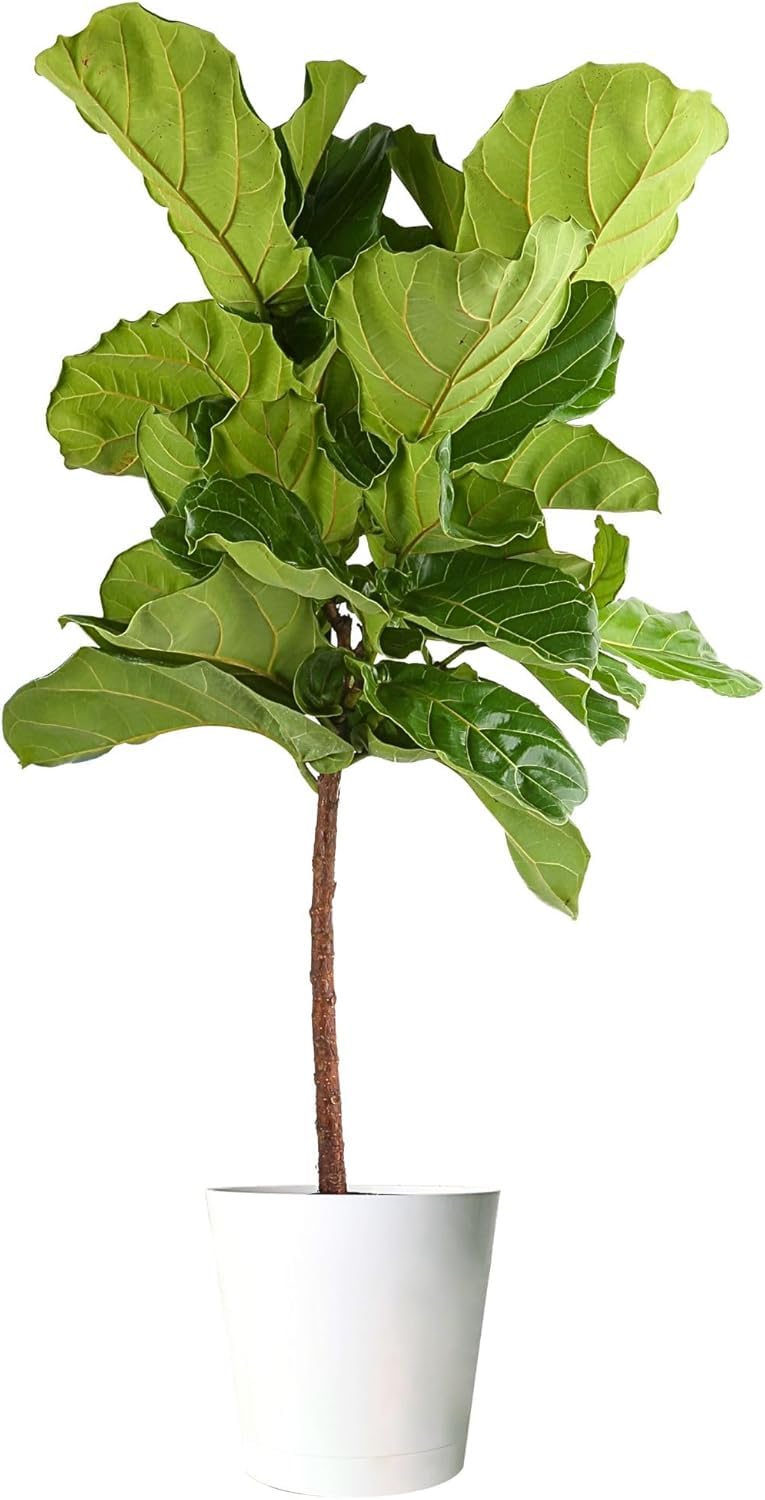 Costa Farms Fiddle Leaf Fig in Decorative Plant Pot
