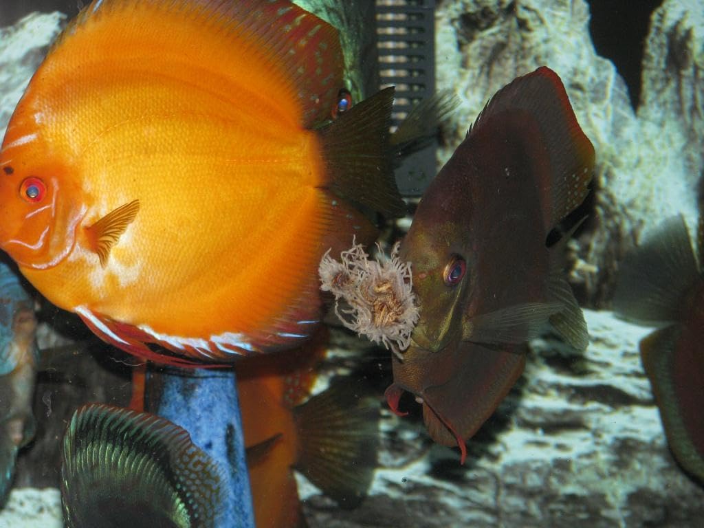 Aquatic Foods Inc. Freeze Dried California Blackworms with Color Enhancing Bits for Discus, Cichlids, California Farmed & Freeze Dried, NOT Imported from Mexico...100grams