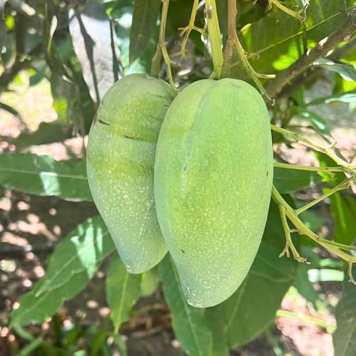 Green Grafted Mango Live Plant, Hardy Fruit Tree, 2-3 Ft Tall, 3 Gallon Pot
