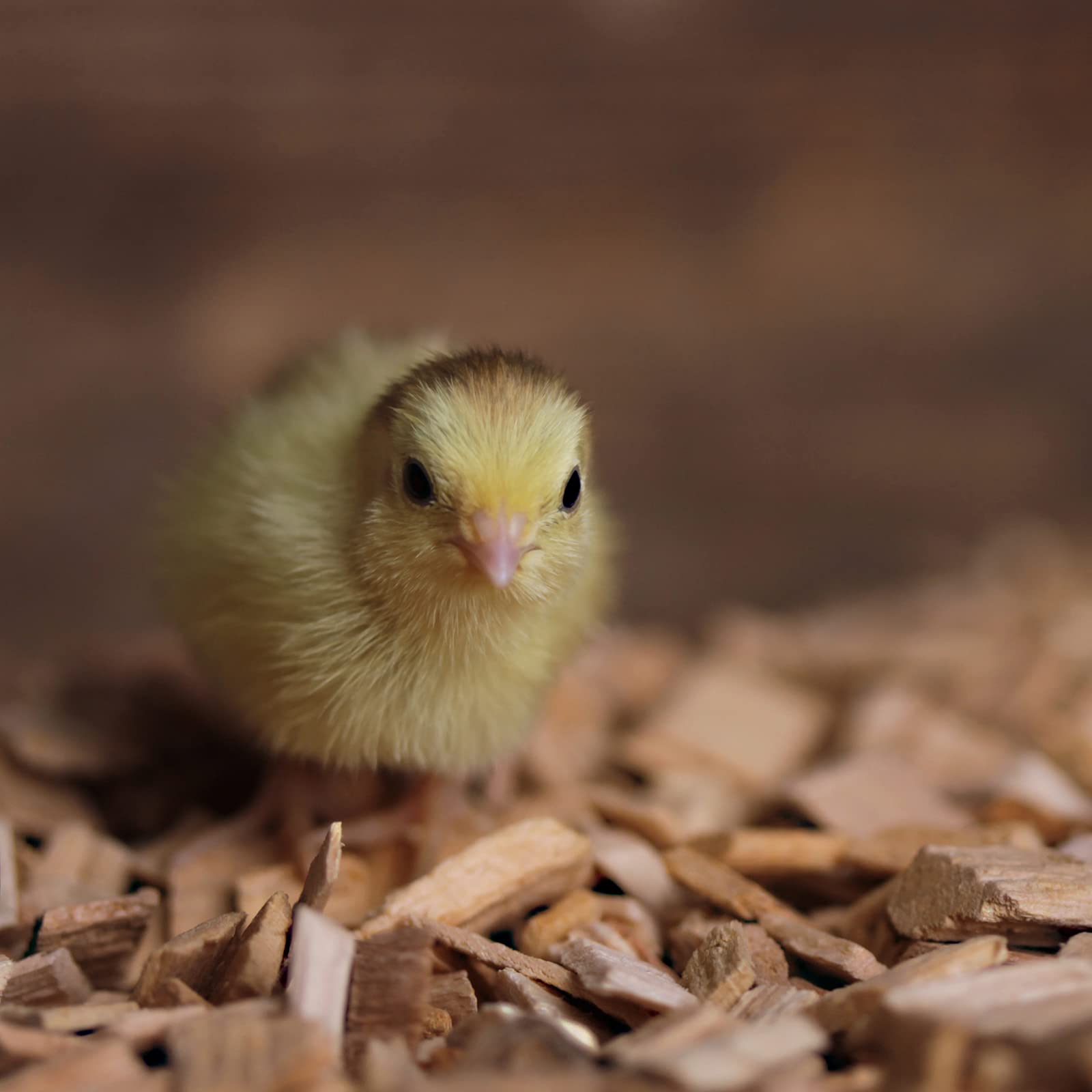 federgold Buchenhack Einstreu 3,8kg Naturstreu für Geflügel | Staubarm & rutschfest für Küken, Wachteln & Hühner