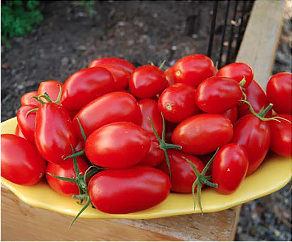 Juliet Tomato Seeds by Marde Ross