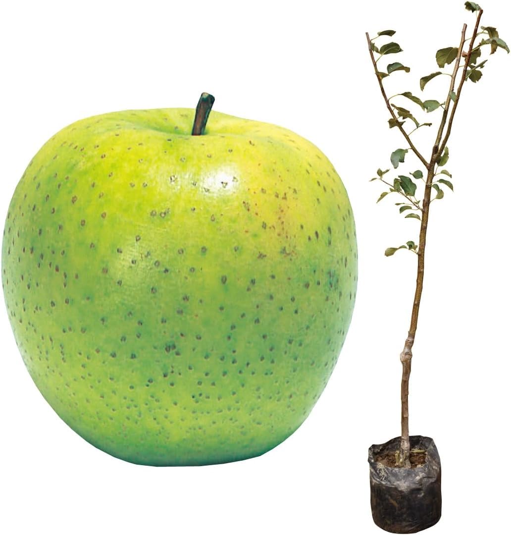 Amazon.co.jp: 大株リンゴ苗 大株王林 接木3～4年生21㎝根ポット苗 1株