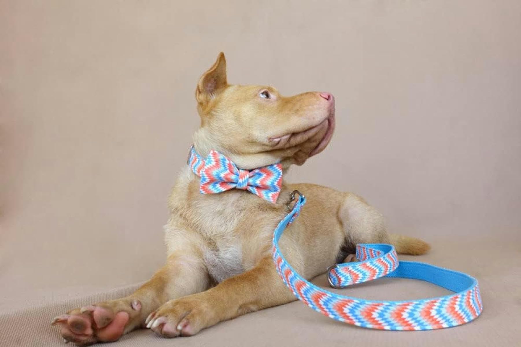 personalisiertes Halsband, verstellbare Hundehalsbänder, Leine mit Fliege, 5 Größen, Hundehalsband, S-Fliege-Halsband-Leine-M