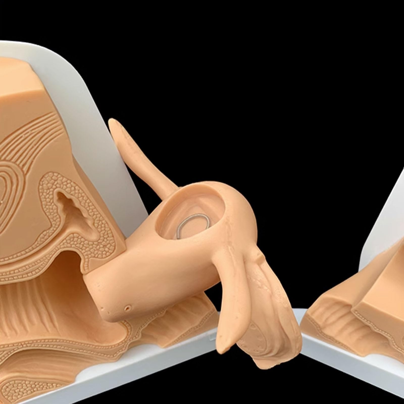 Modello di Guida Contraccettiva Modello di Contraccezione Femminile Modello di Pianificazione Familiare Esame Ginecologico Speciale Modello di Insegnamento Medico