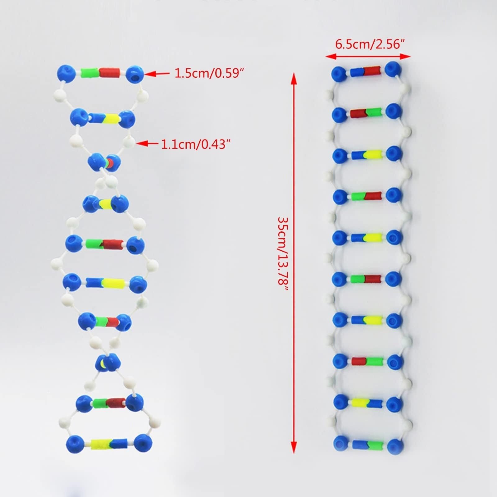 DNA-Modelle, Doppelhelix-Modellkomponenten, medizinisches Lehrmittel, naturwissenschaftliches Lehrinstrument, Modell für die Schule, DNA-Doppelhelix-Strukturmodelle, DNA-Modelle, B