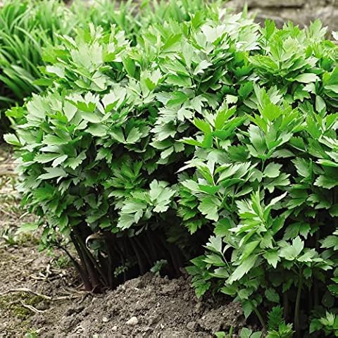 Lovage Seeds for Planting UK Levisticum officinale Ligusticum Levisticum Hardy Perennial Herb Easy to Grow Your Own Outdoor Garden Herbs by Thompson and Morgan Cover