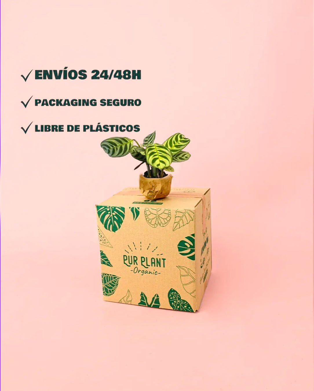 PUR PLANT Maranta amabilis | Planta natural de interior pet friendly | Tropical, compacta y decorativa | Hojas verdes con vetas plateadas | Maceta de Ø5 cm