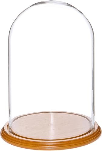 Plymor 8" x 12" Pantalla de cristal Dome Cloche (base de chapa de roble)