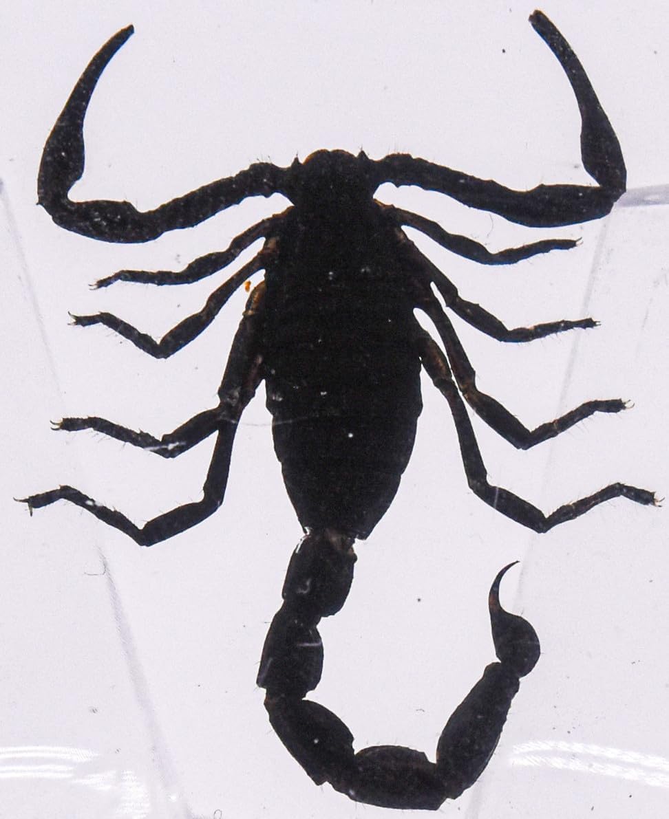 38mm Real Black Scorpion in Crystal Clear Lucite Resin Specimen Preserved Animal Insect Taxidermy Crafts Collection for Biology Science Education & Desk Ornament Display Supplies
