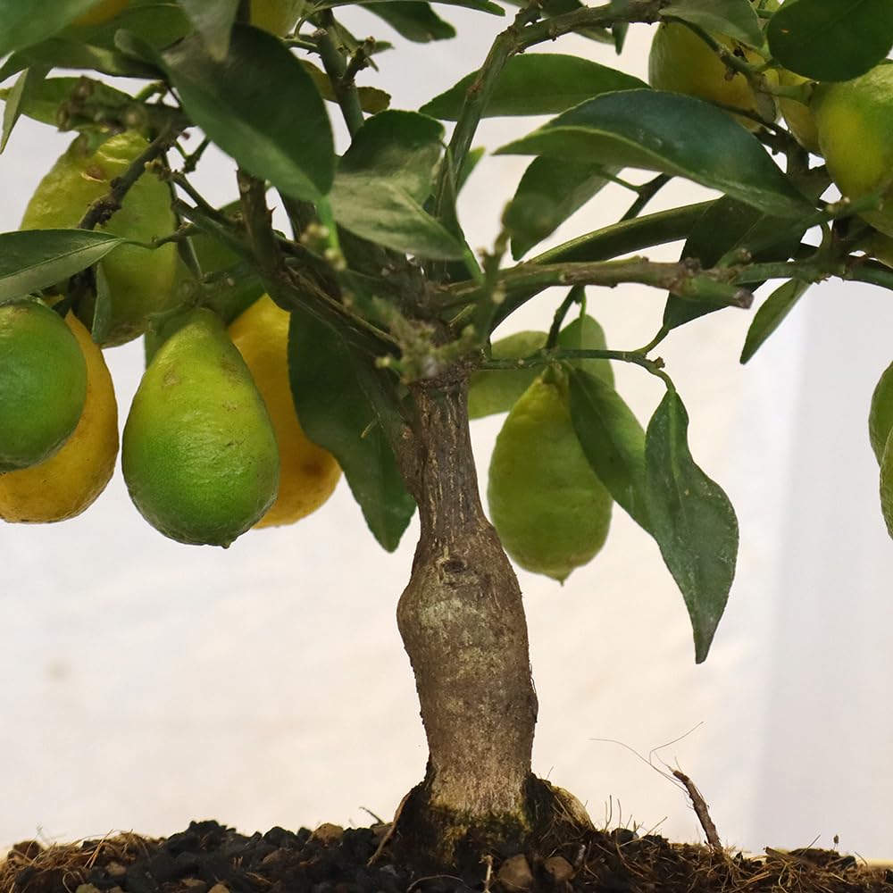 KENTIS - Bonsai di Limequat - Citrus Floridana - Pianta da Frutto Vera da Esterno - Giardino Balcone Terrazzo - H 28/38 cm Vaso in Ceramica 21 cm