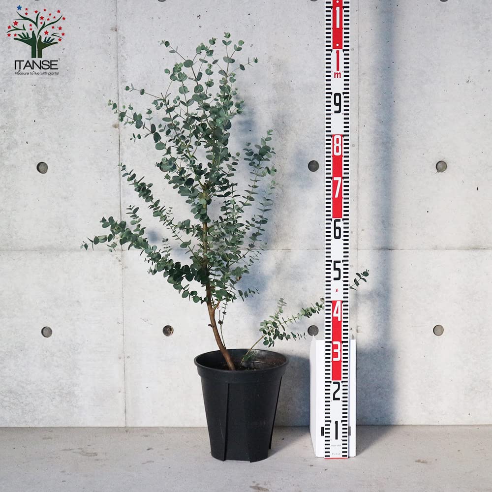 ユーカリ ポポラス苗 190㎝❗ 大型10号 優良株 ❗爽やかシルバーリーフー ユーカリ ポポラス 苗」の人気商品一覧 | 安い商品を通販サイト