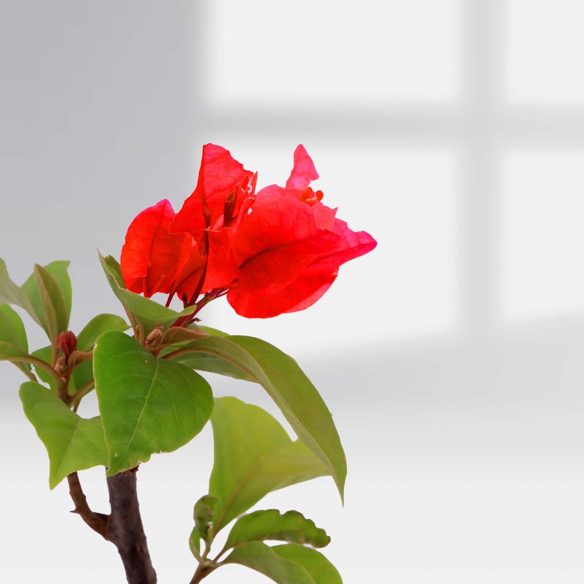 HEALTHYAURA Bougainvillea Live Plant Stunning Bougainvillea for Garden, Balcony, Terace (Red Bougainvillea-1) (B0D49X64QN) Amazon Price History, Amazon Price Tracker