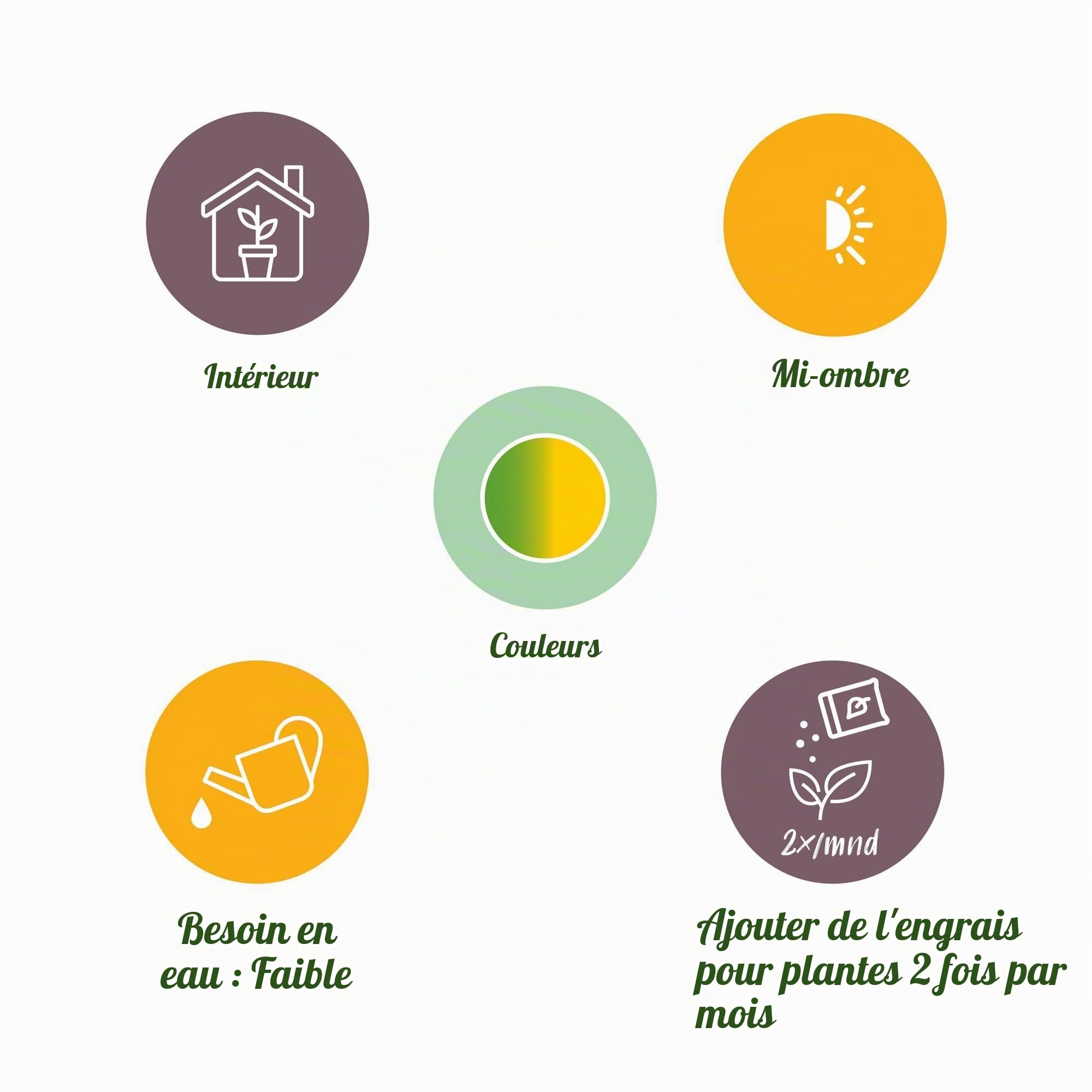Green boutiQ - Plantes d'intérieur - Dracaena Sunray - Dragonnier - Peu d'entretien - avec panier - Vert - jaune - 1 Plante - Pot 17cm - Hauteur 70-75cm