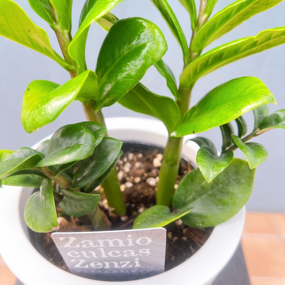 Amazon｜ザミオクルカス ゼンジー 34番 希少 観葉植物 インテリア