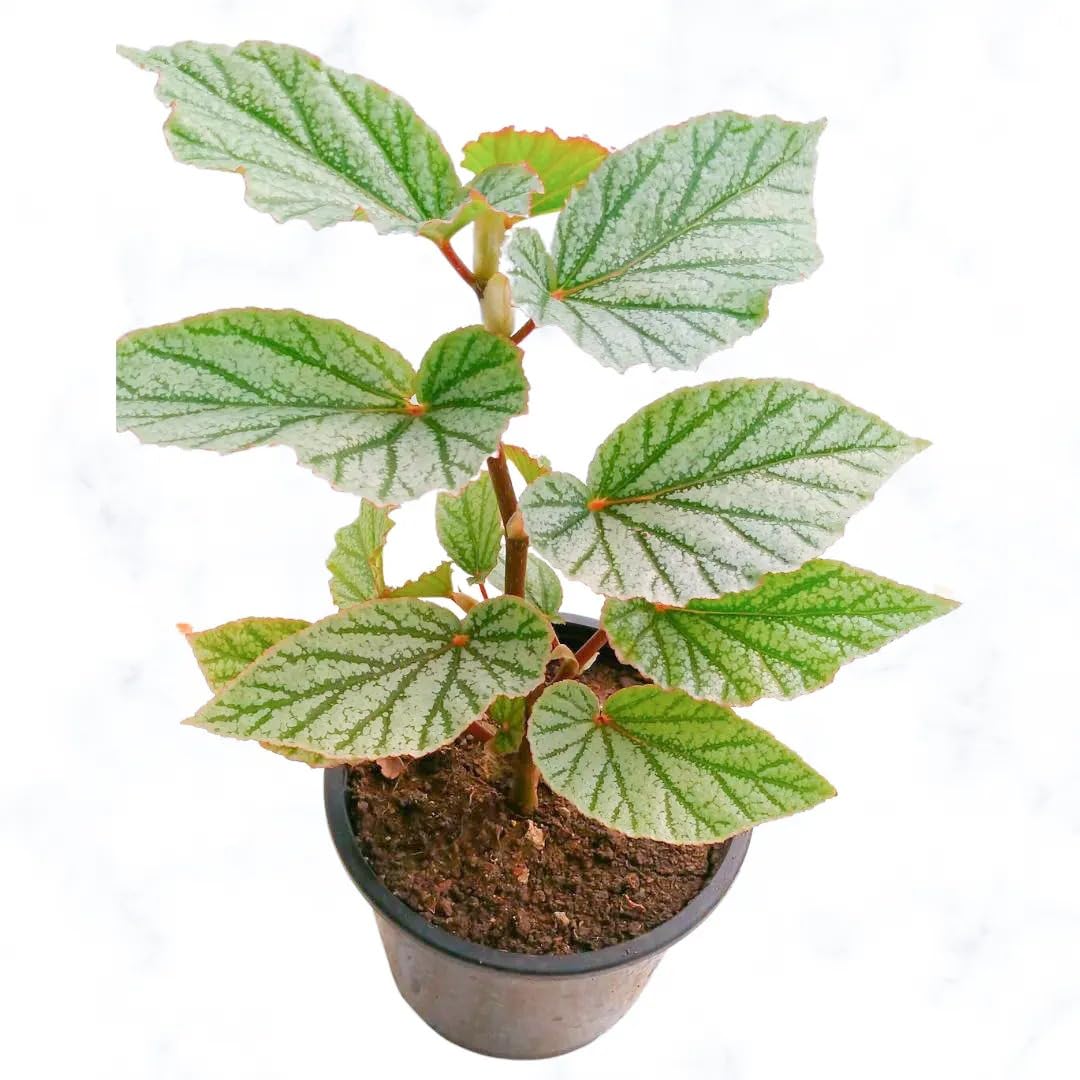 Begonia Don Miller Plant Sapling(1Pc) (B0CX9RY31T) Amazon Price History, Amazon Price Tracker